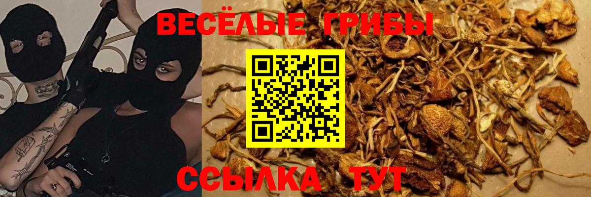 Галлюциногенные грибы Psilocybine cubensis  Галлюциногенные грибы ЛСД  Вход с VPN  как найти наркотики  Котлас 